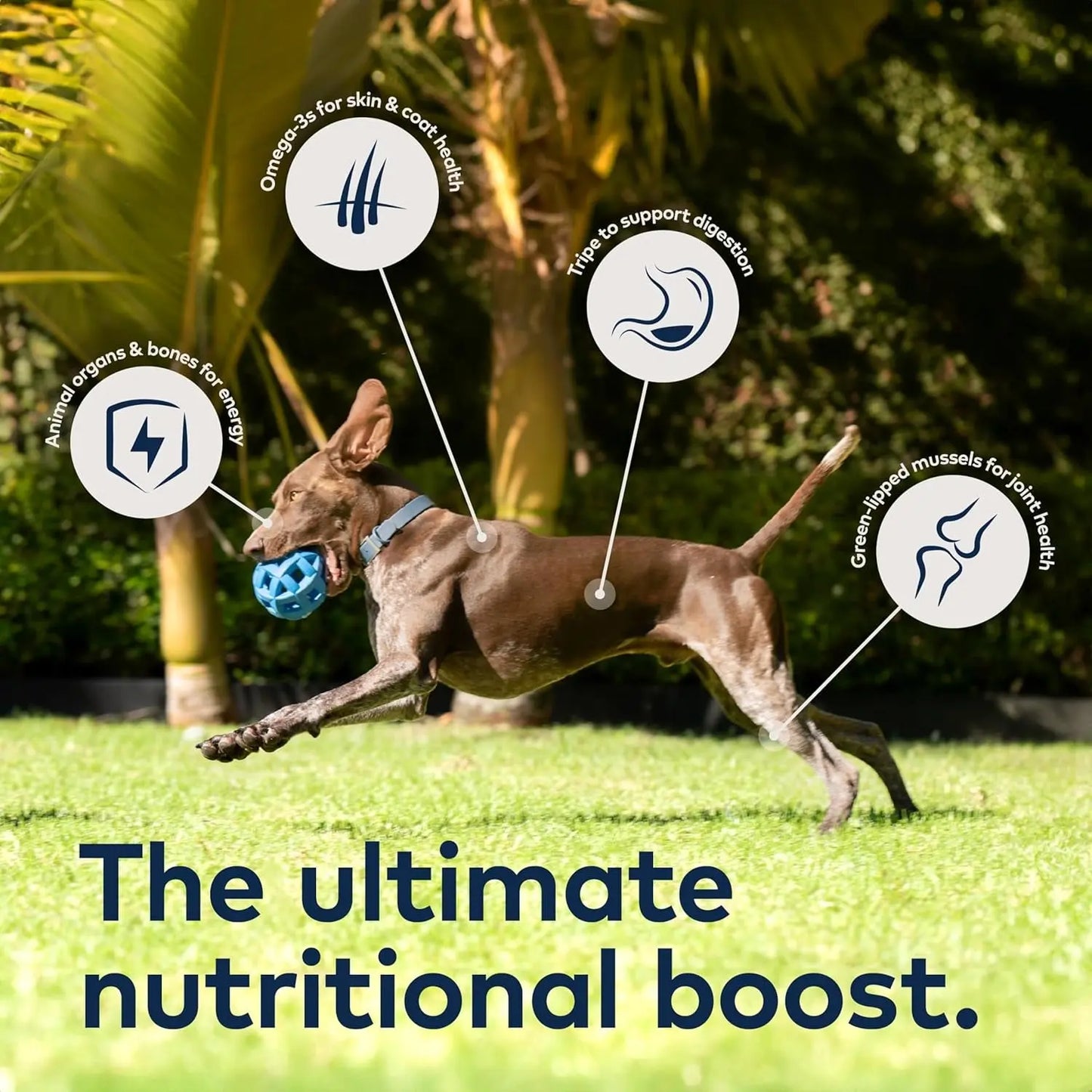 Peak Air-Dried Dog Food β Beef - All Natural, High Protein, Grain Free, Limited Ingredient W/ Superfoods (16Oz)