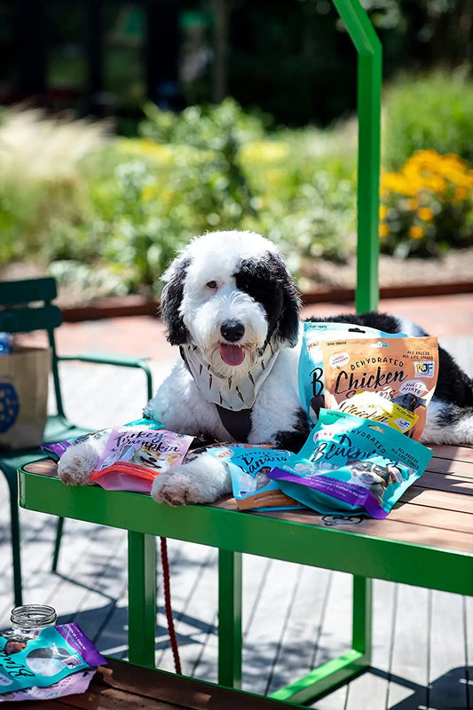 The Ultimate Guide to the Best Dog Foods in 2025: Expert Reviews and Recommendations - Pettlove